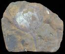 Fossil Ginkgo Leaf From North Dakota - Paleocene #65827-1